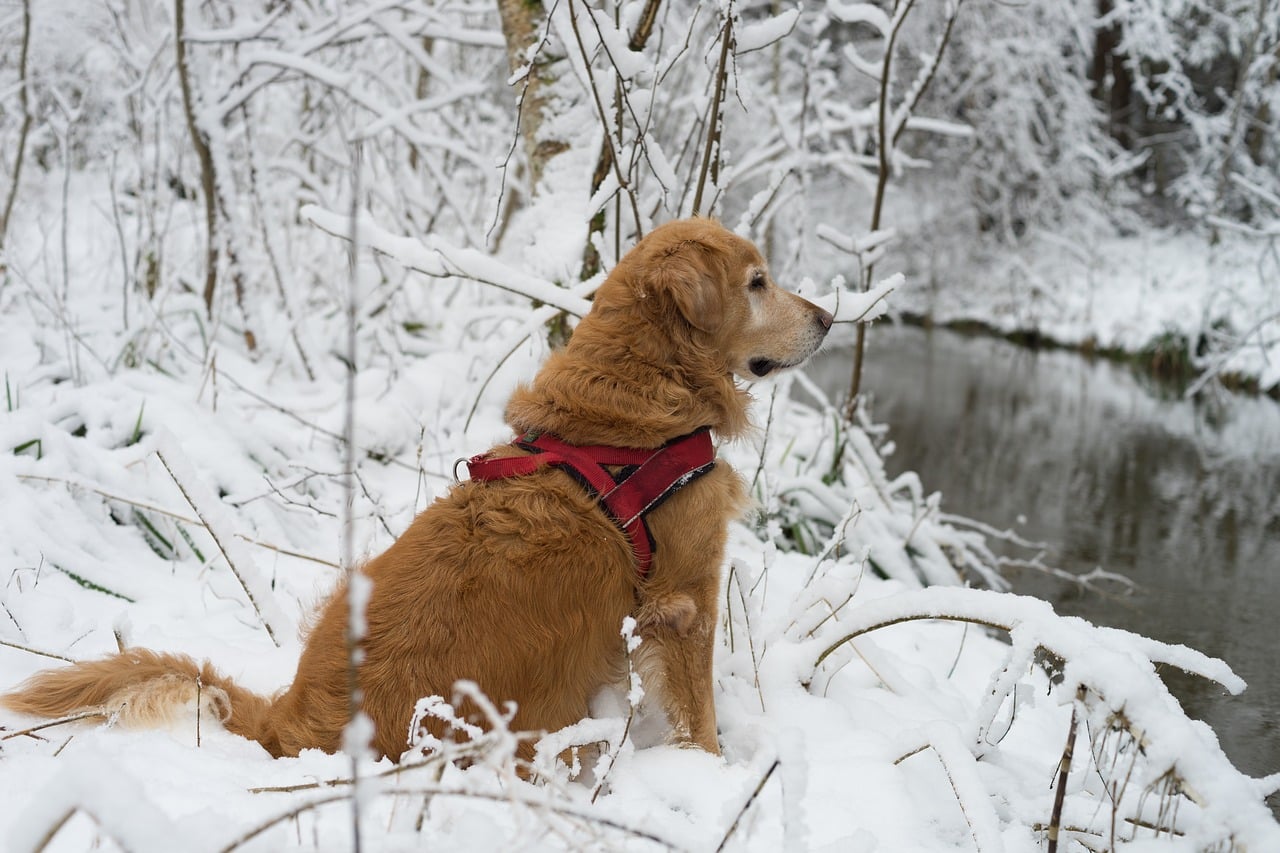 dog, domestic animal, snow
